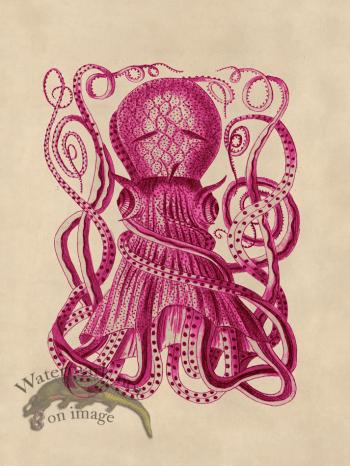Octopus Pink 28